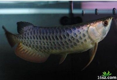 龍魚氧氣需求大嗎