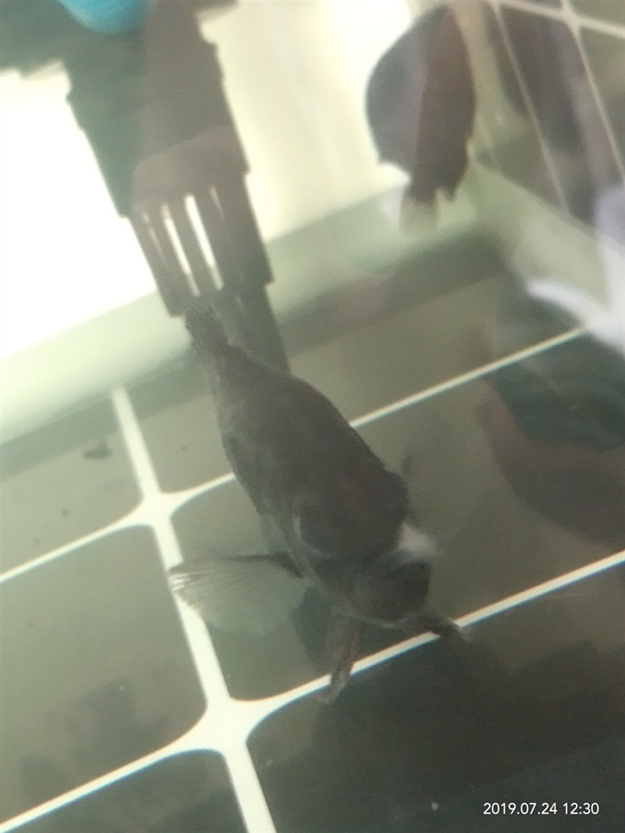 求助大神虎魚嘴上有白色像棉花的東西