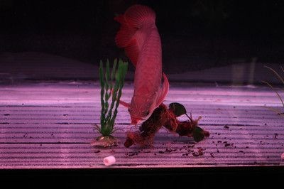 辣椒紅龍魚幼苗圖解