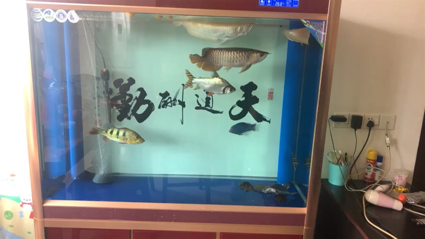 小虎魚到家