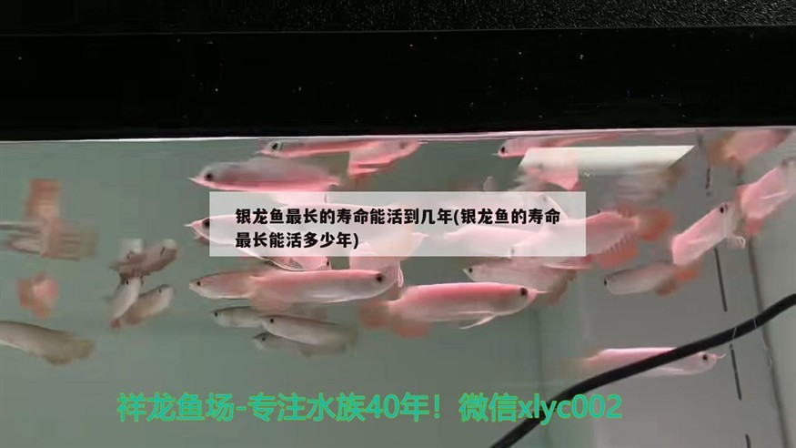 銀龍魚最長的壽命能活到幾年(銀龍魚的壽命最長能活多少年)