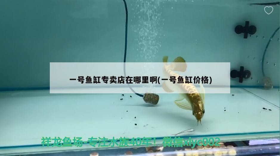 4月16日龍魚虎魚成長過程 虎魚百科 第1張 4月16日龍魚虎魚成長過程 4月16日龍魚虎魚成長過程 虎魚百科 第1張