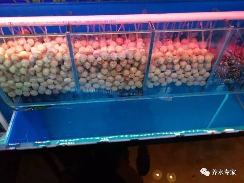 側(cè)濾魚缸用什么濾材好：側(cè)濾魚缸濾材選擇對(duì)于維持魚缸水質(zhì)的穩(wěn)定性和魚類的健康至關(guān)重要