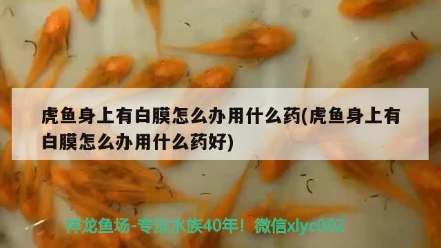 虎魚身上有白膜怎么辦用什么藥(虎魚身上有白膜怎么辦用什么藥好)