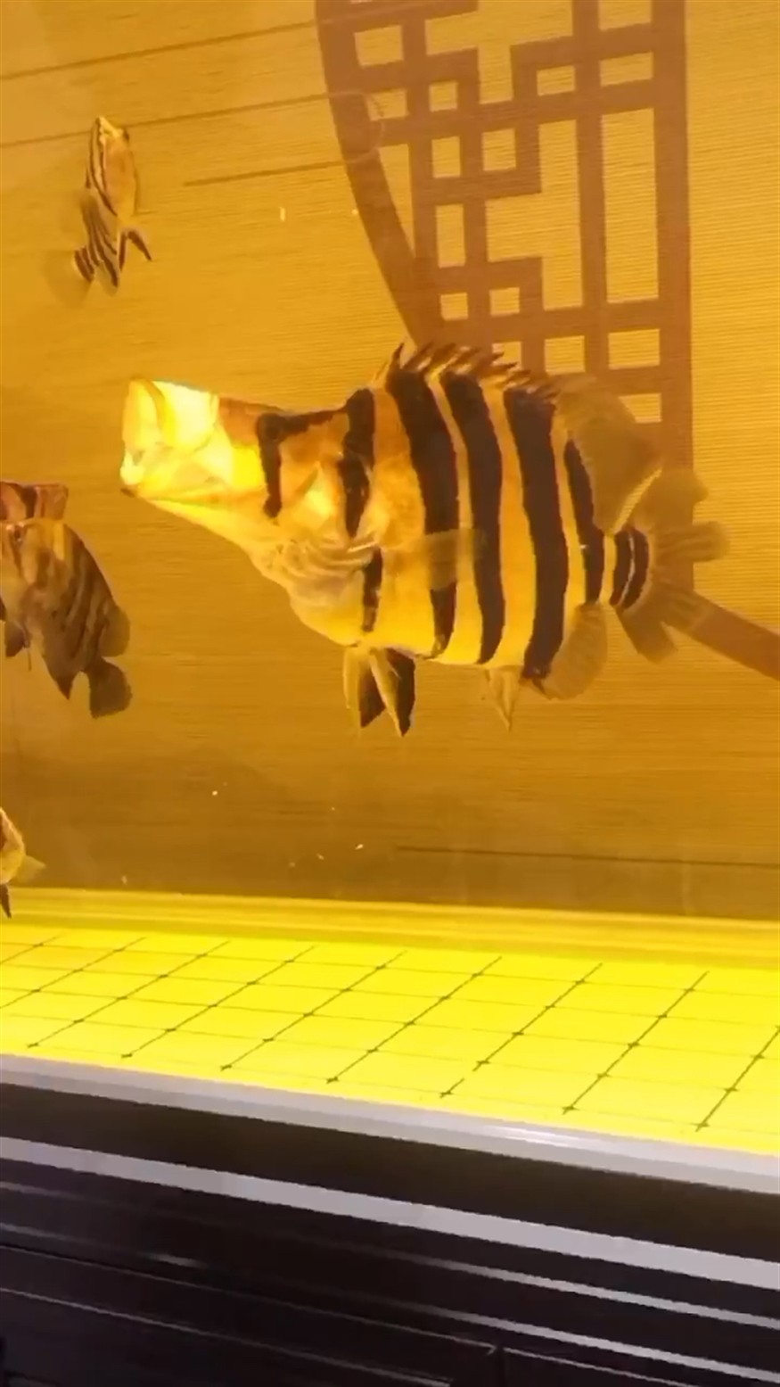 虎魚咆哮是種什么體驗