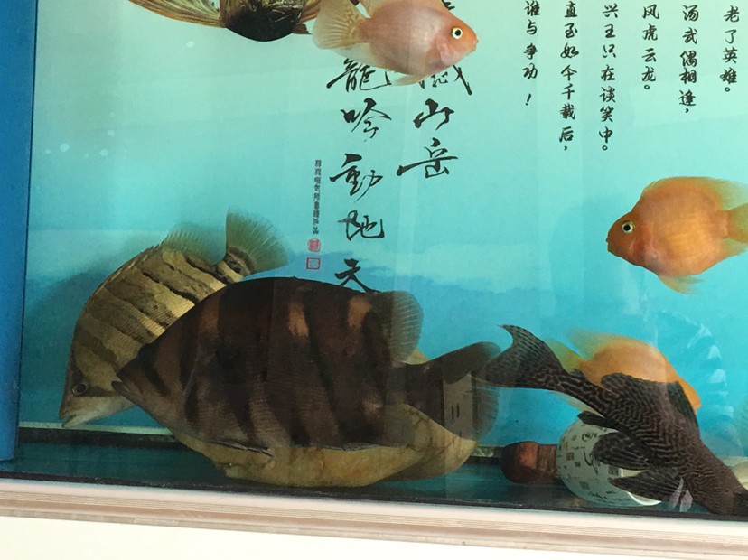 紅皮虎魚