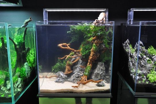 1.2米長魚缸簡單造景圖片：1.2米長魚缸簡單造景