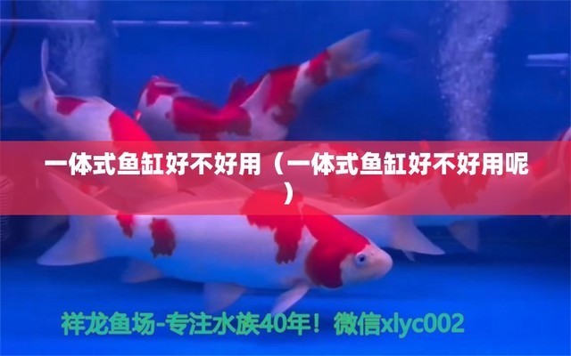 印尼紅龍魚多少錢一條合適養的（印尼紅龍魚苗圖片大全）