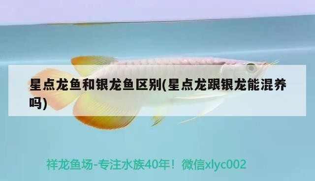 星點龍魚和銀龍魚區別(星點龍跟銀龍能混養嗎)