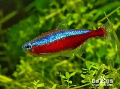 大梅家的魚缸好不好養活：養大梅家魚缸的養殖技巧要想讓大梅家的魚缸內的生物健康成長