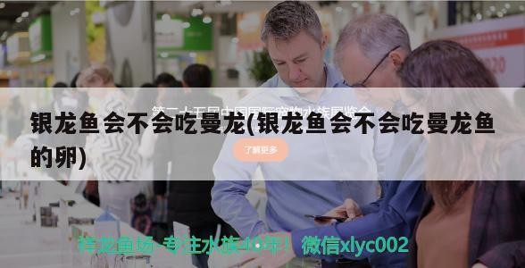 銀龍魚會不會吃曼龍(銀龍魚會不會吃曼龍魚的卵)