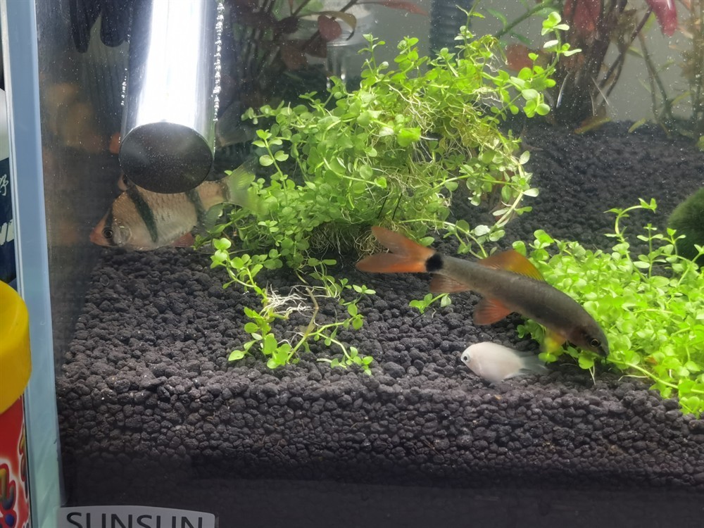 虎皮魚 發(fā)白 新手請教