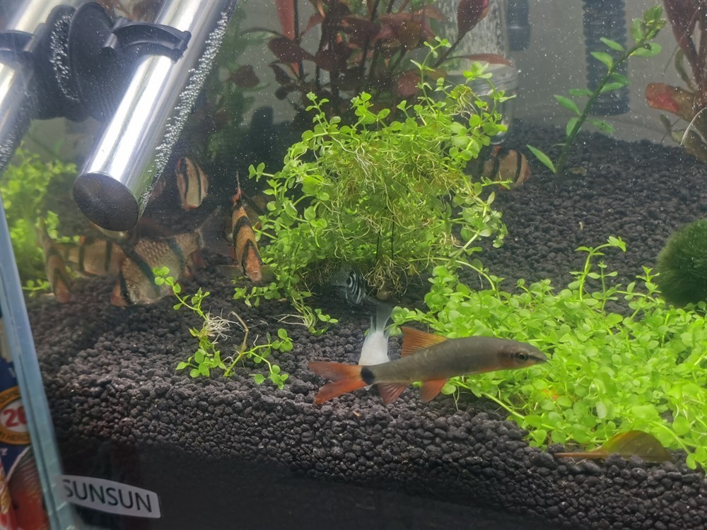 虎皮魚 發(fā)白 新手請教