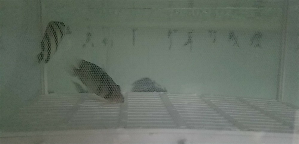 躺了3天了虎魚 虎魚百科 第1張 躺了3天了虎魚 躺了3天了虎魚 虎魚百科 第1張