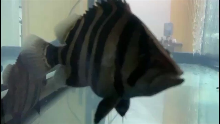 13公分的虎魚吞了10公分泥鰍