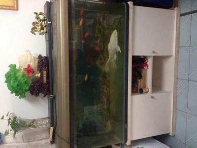 搬家后魚缸沒搬可以嗎：魚缸搬運(yùn)注意事項(xiàng)