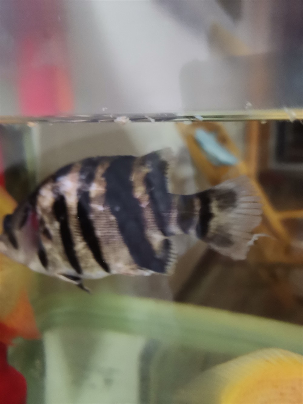 個位前輩虎魚出現如圖的情況是怎么回事？怎樣治？