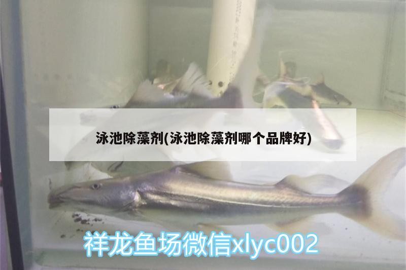 魚缸過濾器選購指南:自制魚缸過濾器魚缸上置過濾器對于養魚愛好者的必備知識 泳池除藻劑(泳池除藻劑哪個品牌好) 紅龍魚百科 泳池除藻劑(泳池除藻劑哪個品牌好) 泳池除藻劑(泳池除藻劑哪個品牌好) 紅龍魚百科