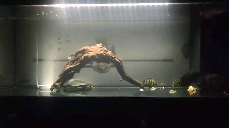 虎魚(yú)黑了很久終于適應(yīng)了新缸了