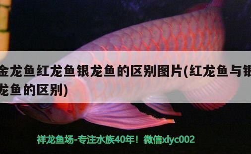 金龍魚紅龍魚銀龍魚的區別圖片(紅龍魚與銀龍魚的區別) 金龍魚紅龍魚銀龍魚的區別圖片(紅龍魚與銀龍魚的區別) 銀龍魚百科