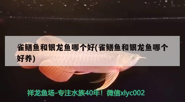 雀鱔魚和銀龍魚哪個好(雀鱔魚和銀龍魚哪個好養)