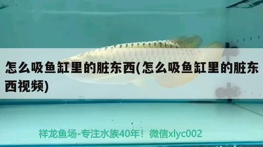 黃金河虎魚是中層魚嗎,黃金河虎魚做法 虎魚百科 第2張 黃金河虎魚是中層魚嗎,黃金河虎魚做法 黃金河虎魚是中層魚嗎,黃金河虎魚做法 虎魚百科 第2張