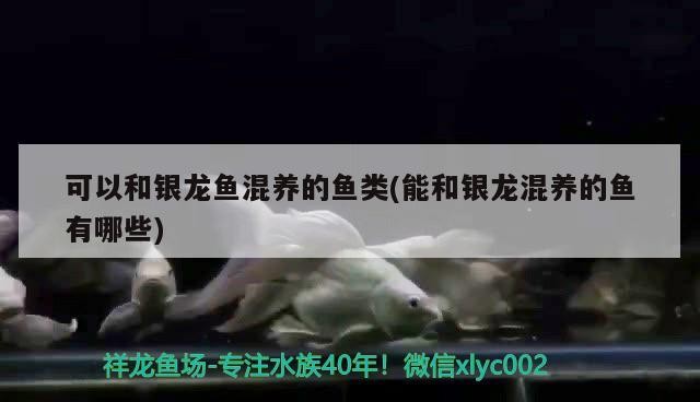 可以和銀龍魚混養的魚類(能和銀龍混養的魚有哪些)