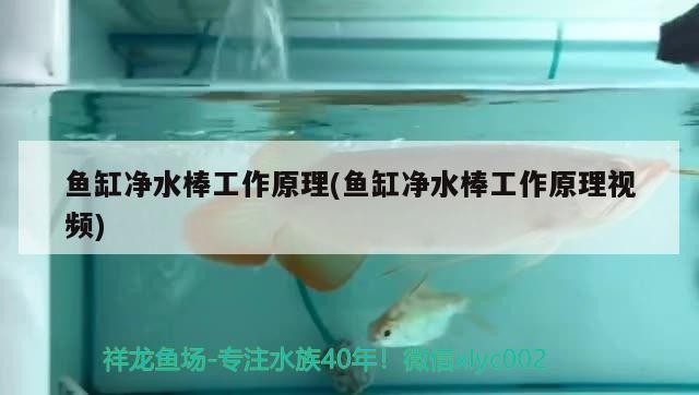 虎魚和龍魚混養(yǎng)的注意事項，虎魚和龍魚怎么混養(yǎng)