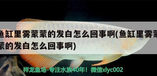 虎魚和龍魚混養(yǎng)的注意事項，虎魚和龍魚怎么混養(yǎng)