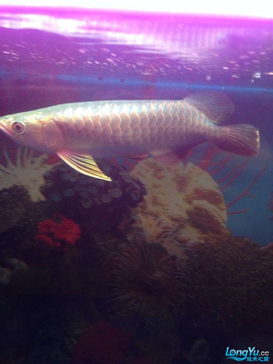 龍魚養了一年半對比圖在附上幾張三文虎歡迎探討