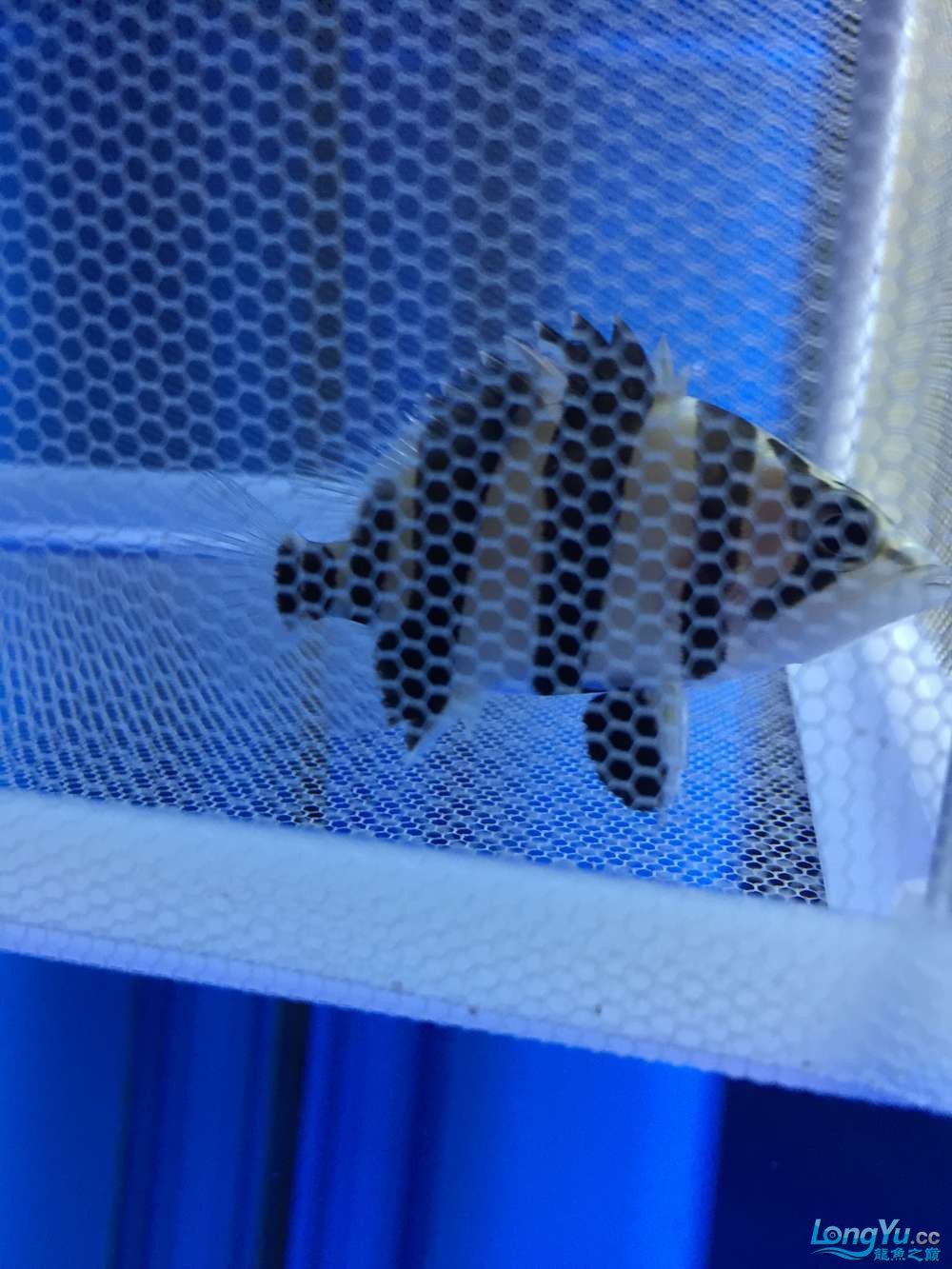 龍魚養了一年半對比圖在附上幾張三文虎歡迎探討