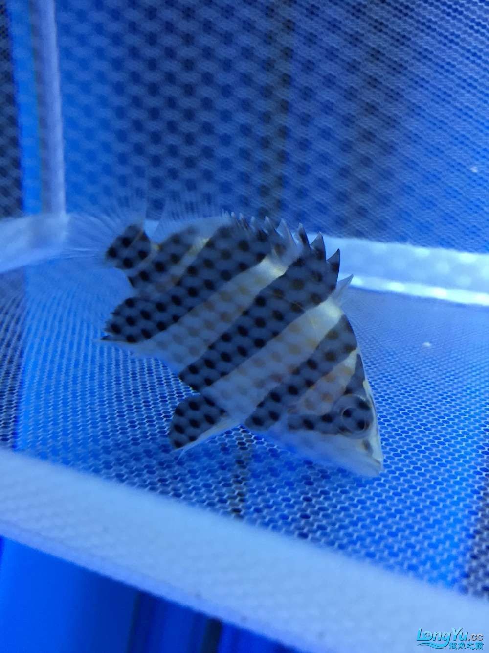 龍魚養了一年半對比圖在附上幾張三文虎歡迎探討