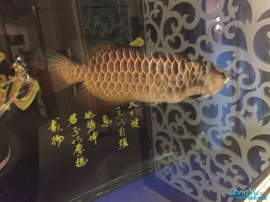 龍魚養了一年半對比圖在附上幾張三文虎歡迎探討