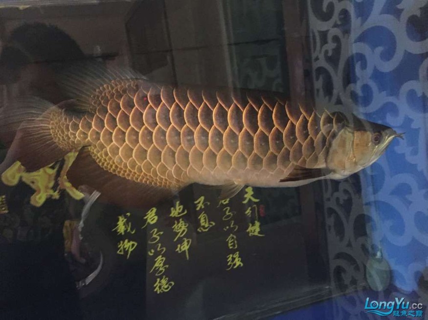 龍魚養了一年半對比圖在附上幾張三文虎歡迎探討