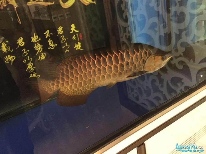 龍魚養了一年半對比圖在附上幾張三文虎歡迎探討