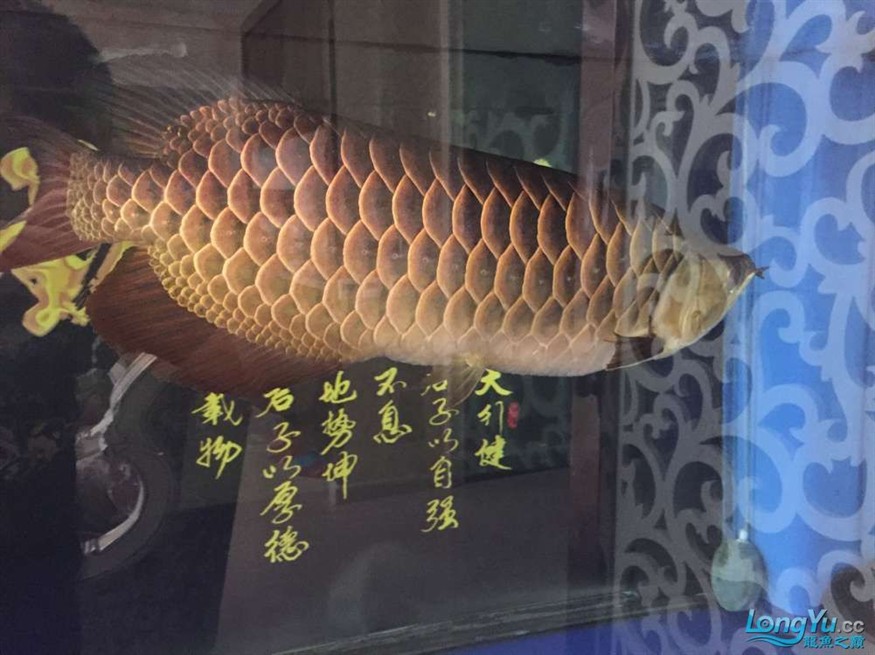 龍魚養了一年半對比圖在附上幾張三文虎歡迎探討