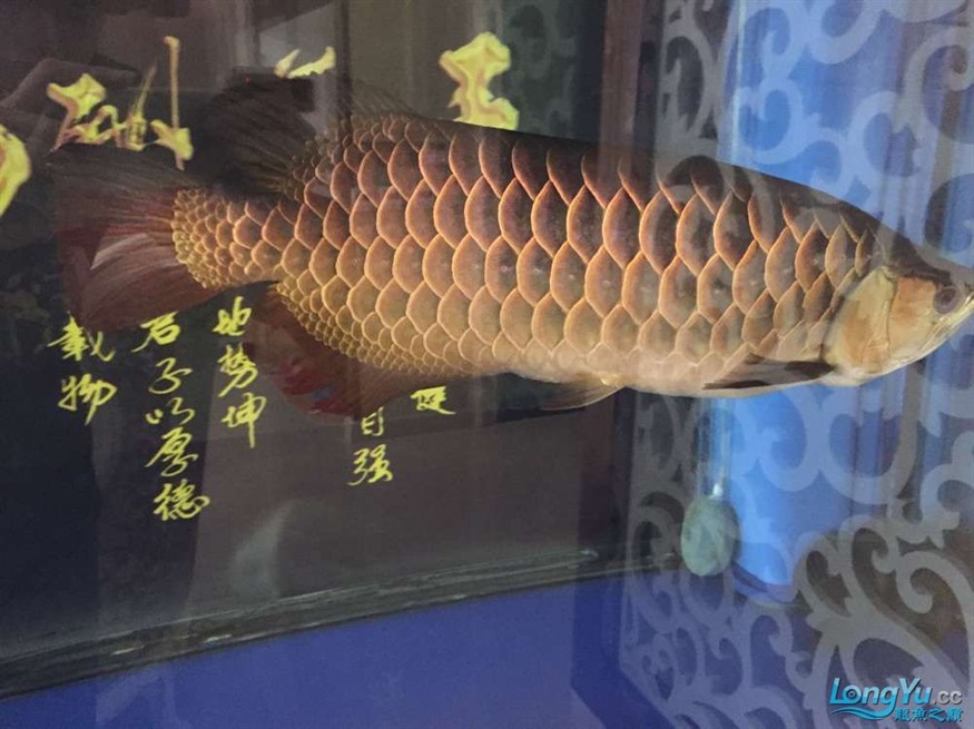 龍魚養了一年半對比圖在附上幾張三文虎歡迎探討