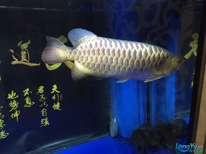 龍魚養了一年半對比圖在附上幾張三文虎歡迎探討