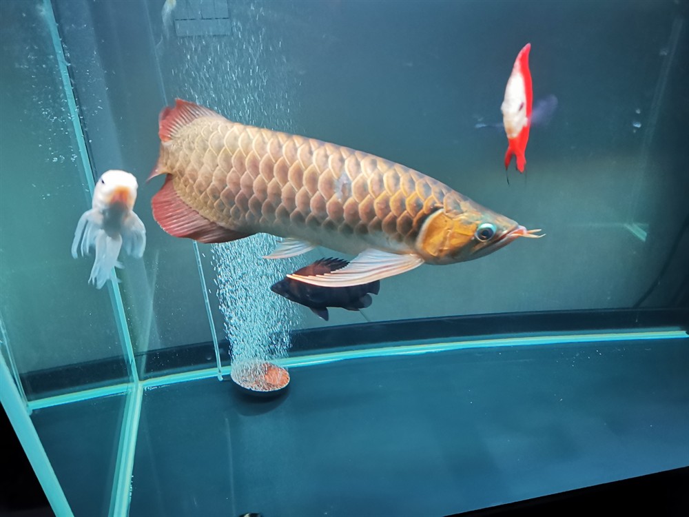 請教大神紅龍和虎魚混養魚缸底色背景咋選