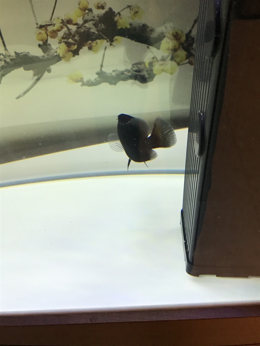 新入虎魚兩條還請高手指點如何bi