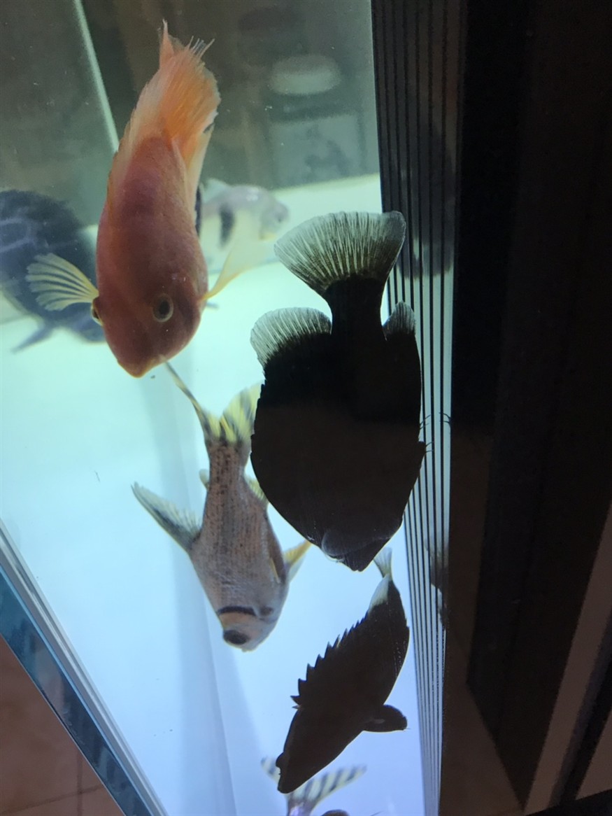新入虎魚兩條還請高手指點如何bi