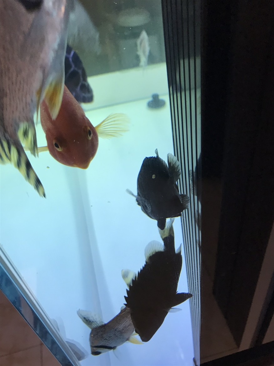 新入虎魚兩條還請高手指點如何bi