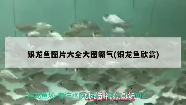 銀龍魚圖片大全大圖霸氣(銀龍魚欣賞)