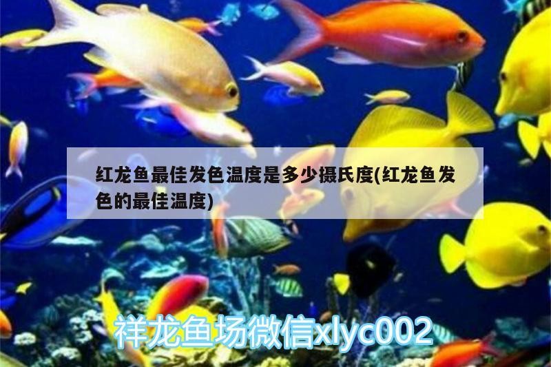 狀態不錯虎魚的地位哲赿來越好