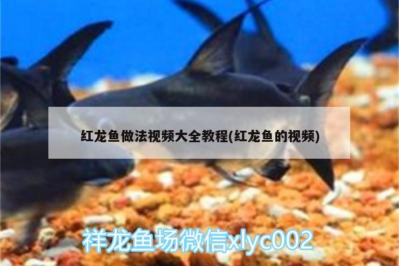 狀態不錯虎魚的地位哲赿來越好