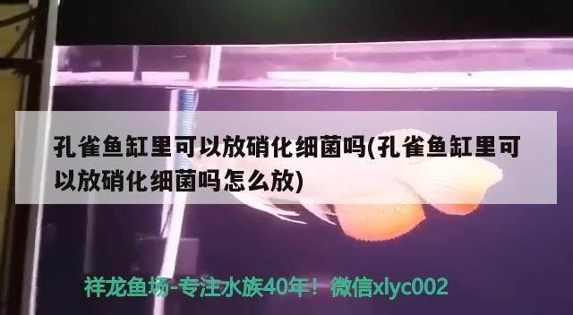 紅龍 金龍 銀龍 三條虎魚 一塊沉木