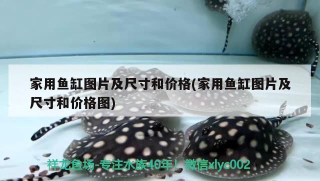 紅龍 金龍 銀龍 三條虎魚 一塊沉木