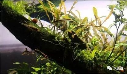 大型南美魚缸造景設(shè)計方案：南美魚缸造景植物的選擇