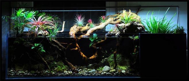 大型南美魚缸造景設(shè)計方案：南美魚缸造景植物的選擇