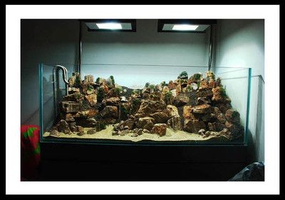 大型南美魚缸造景設(shè)計方案：南美魚缸造景植物的選擇